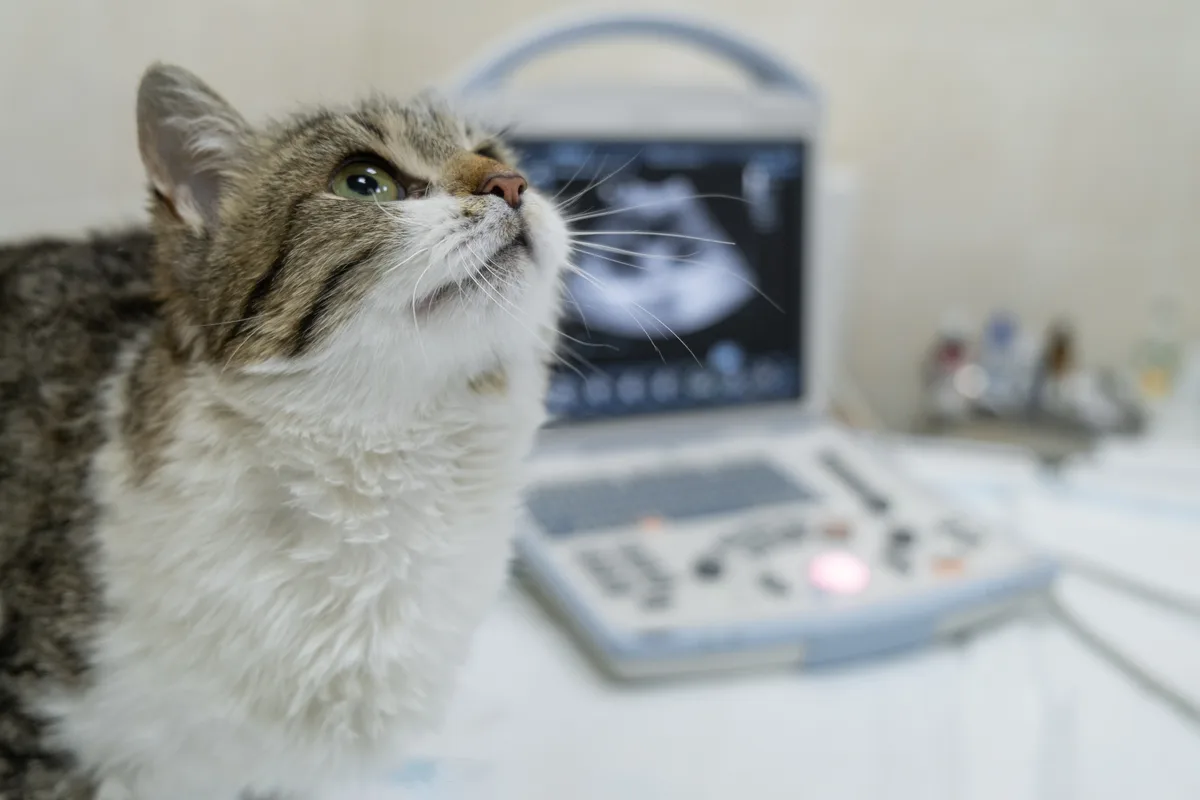 초음파 장비 앞에 앉아 있는 고양이